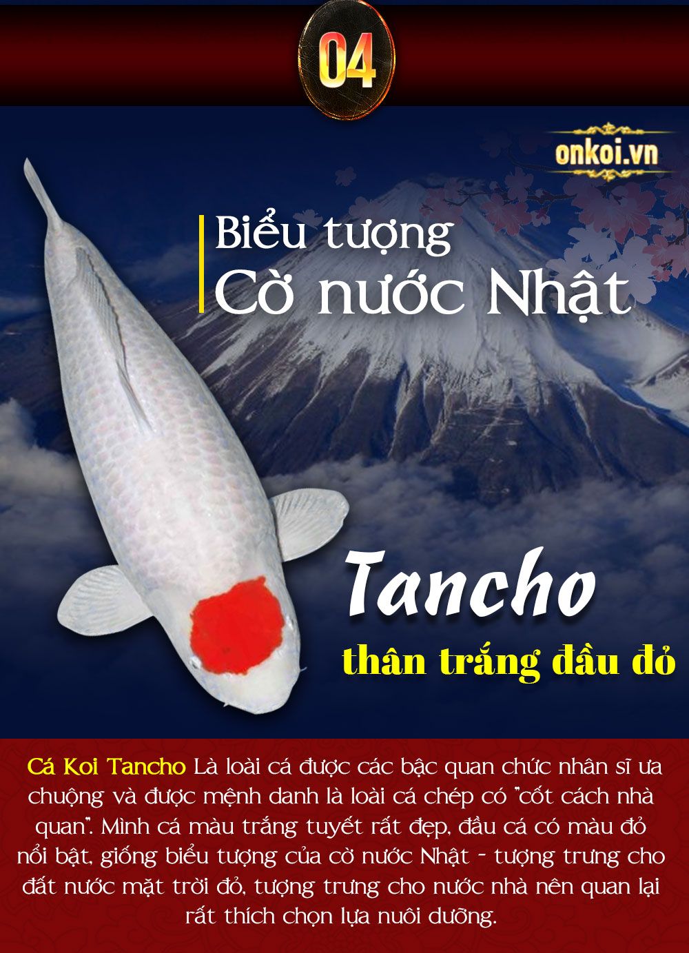 Cá koi nhật bản Onkoi Quang Minh