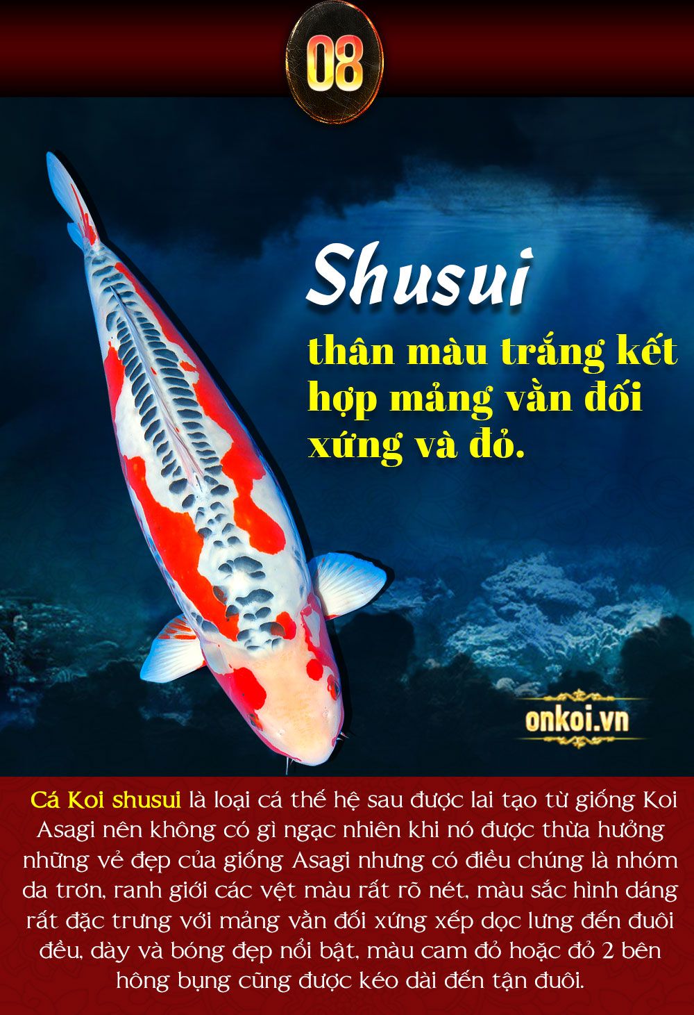 Cá koi nhật bản Onkoi Quang Minh