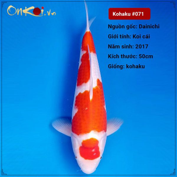 #071-Ginrin-Kohaku-50-cm-3-tuoi-50-cm