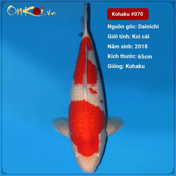 Koi Kohaku 65 cm 2 năm tuổi #070