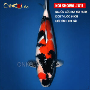 KOI SHOWA 010
