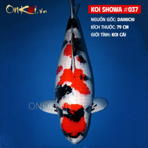 KOI SHOWA 037