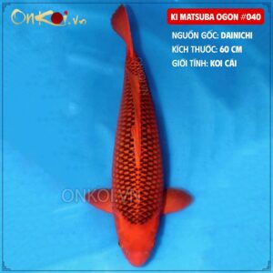 Ki Matsuba Ogon 040 1