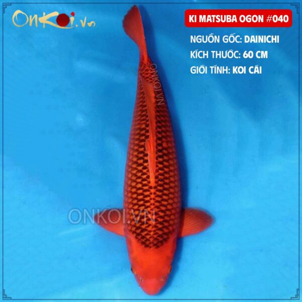 Ki Matsuba Ogon #040