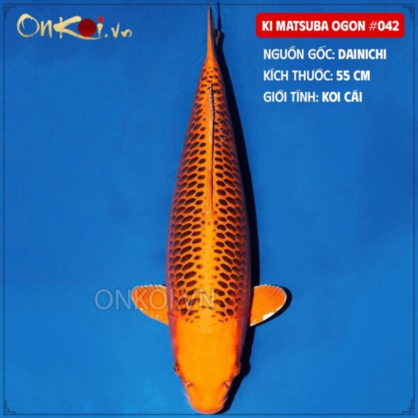 Ki Matsuba Ogon #042