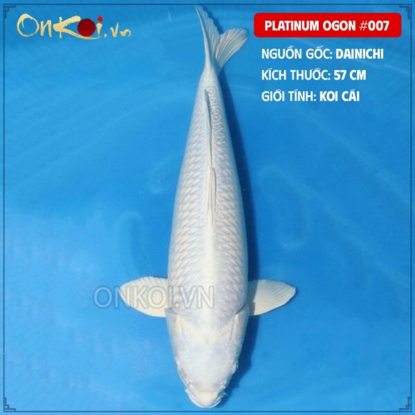 Platinum Ogon #007