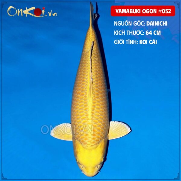 Yamabuki Ogon #052