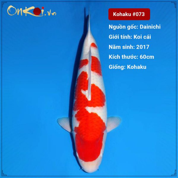 kohaku-3-tuoi-60-cm-073