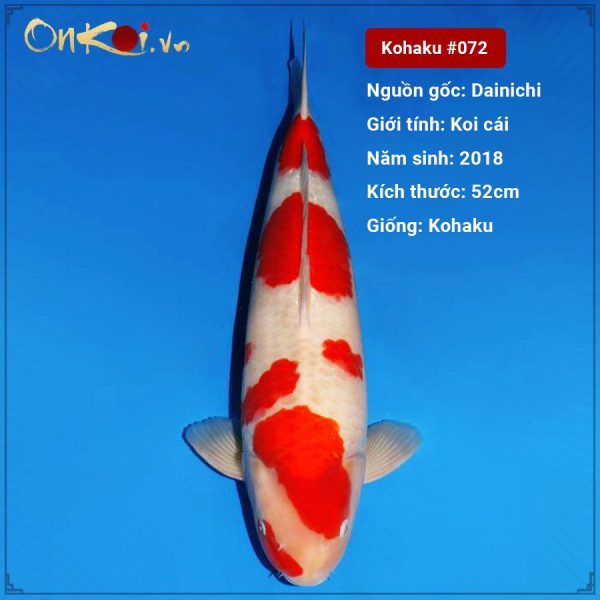Kohaku 52cm 3 năm tuổi #072