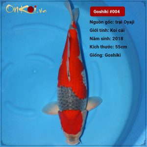 Koi Goshiki 67 cm 2 năm tuổi #004