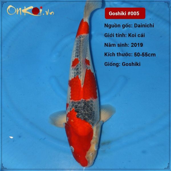 Set 6 Koi Goshiki 50cm – 55 cm 1 tuổi #005