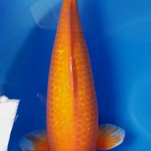 Koi Ginrin 72cm 4 năm #03