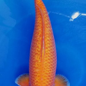 04 Ginrin Benigoi 58cm 2017