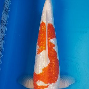 Koi Ginrin Kohaku 65 cm 3 tuổi #05