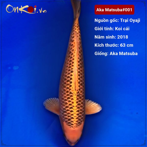 Aka-Matsuba-63-cm-2-tuoi-nu-#001 Aka-Matsuba-63-cm-2-tuoi-nu-#001