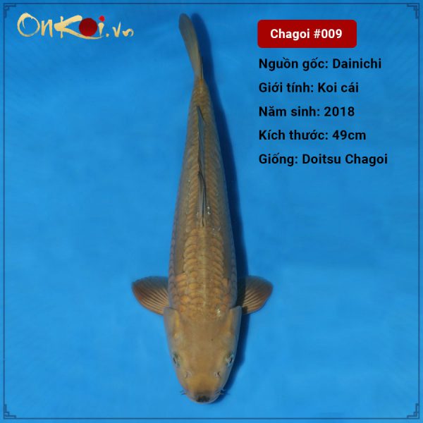 OnKoi Doitsu Chagoi 49 cm 2 tuổi #009