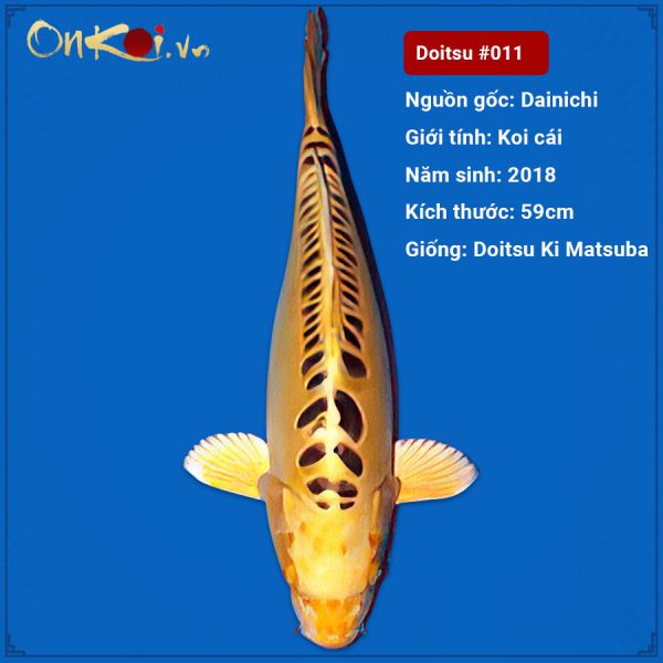 OnKoi-Koi Doitsu Ki Matsuba 59 cm 2 tuổi #011