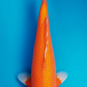 Koi Ginrin Benigoi 43 cm 2 năm tuổi #07