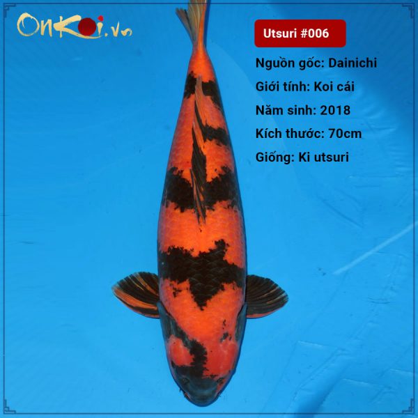 OnKoi Hi Utsuri 70cm 2 tuổi nữ #006