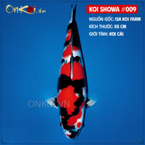 KOI SHOWA 009