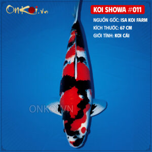 KOI SHOWA 011