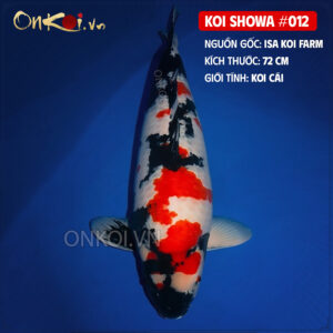 KOI SHOWA 012