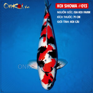 KOI SHOWA 013