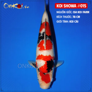 KOI SHOWA 015