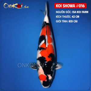 KOI SHOWA 016