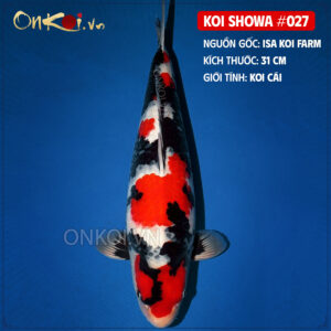 KOI SHOWA 027