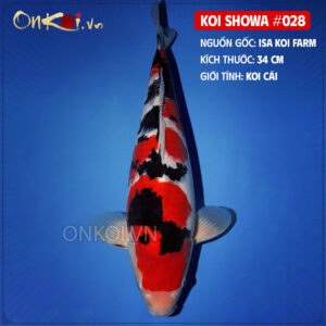 KOI SHOWA 028