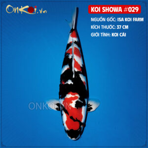KOI SHOWA 029