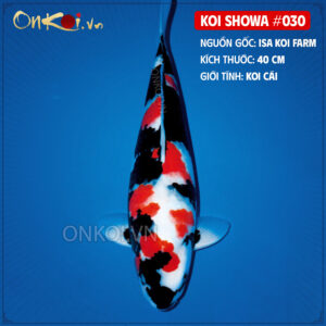 KOI SHOWA 030