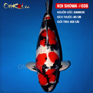 KOI SHOWA 038