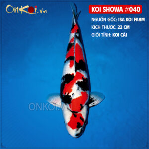 KOI SHOWA 040 1