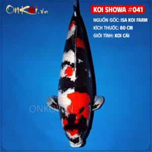 KOI SHOWA 041