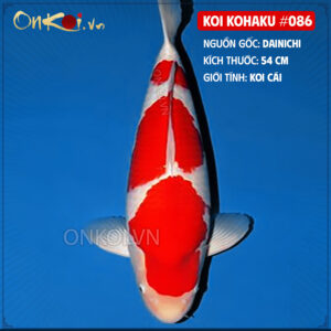 KOI kohaku 086