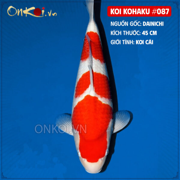 KOI kohaku #087 KOI kohaku #087
