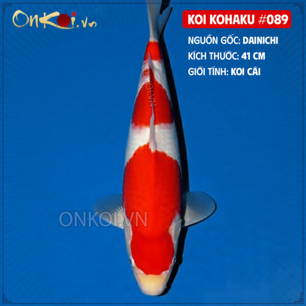 KOI kohaku #089