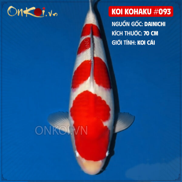 KOI kohaku #093