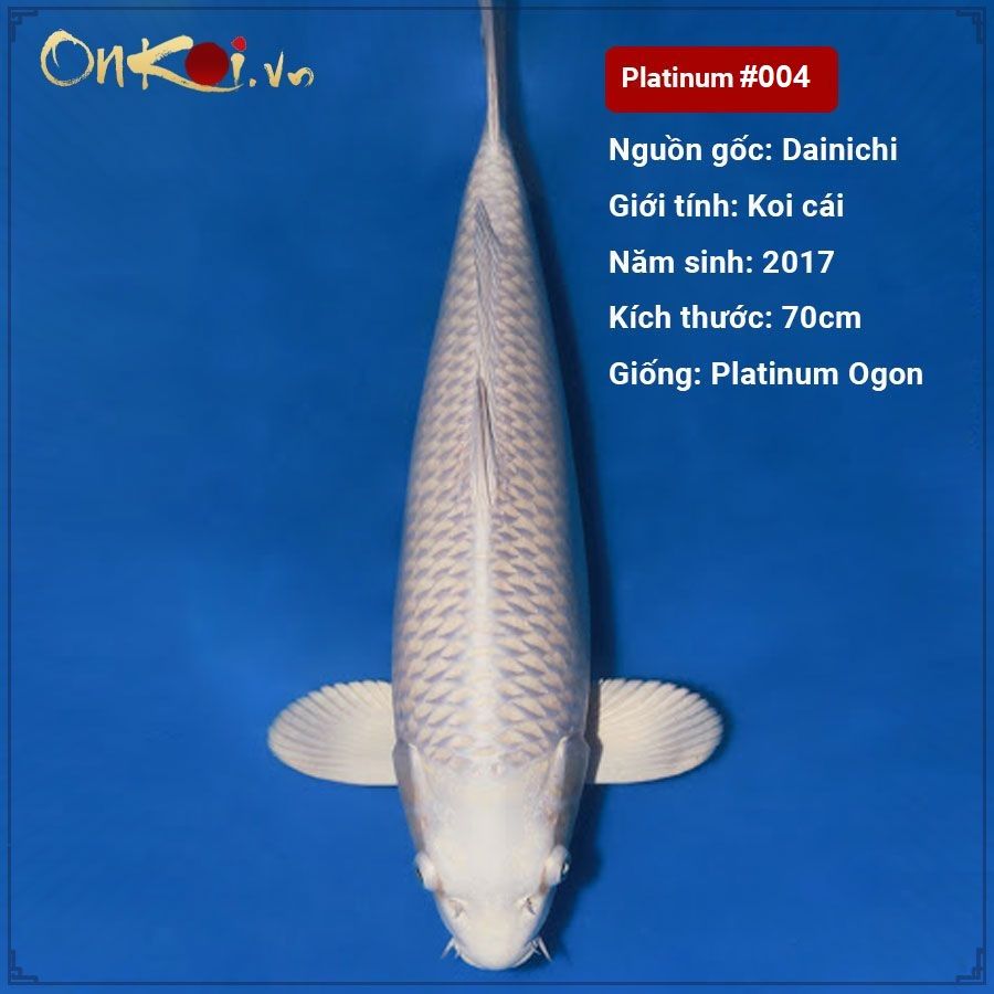 Koi Platinum Ogon 78 cm 3 tuổi nữ #004