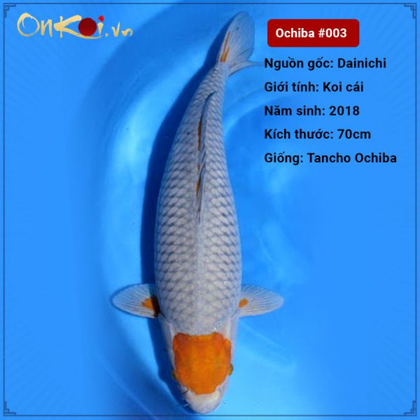 Onkoi-Tancho Ochiba 70 cm 2 tuổi #003