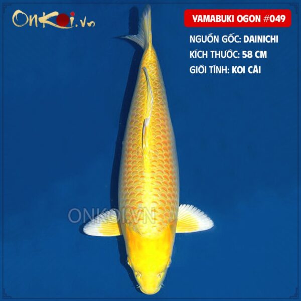 Yamabuki Ogon #049