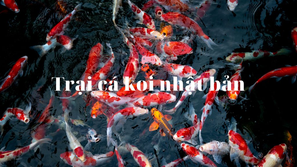 Các trại cá koi nhật bản(Koi Farm Japan) 6 Các trại cá koi nhật bản(Koi Farm Japan)