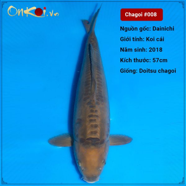 Koi Doitsu Chagoi 57 cm 2 năm tuổi #008