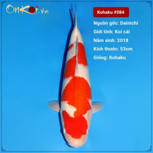Koi Kohaku 53 cm 2 tuổi #083