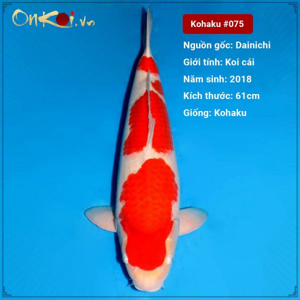 Kohaku 61 cm 2 năm tuổi Trại Maruyama #075