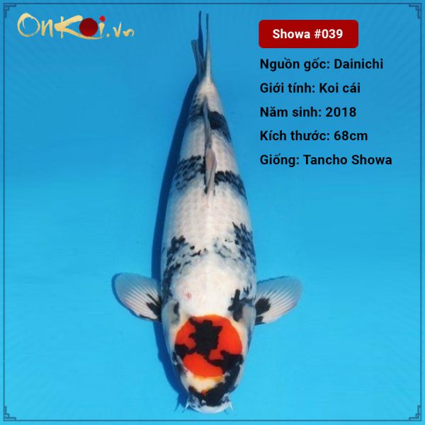 OnKoi-Tancho Showa 68 cm 2.5 năm tuổi #039