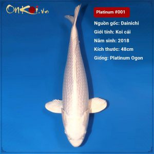 Koi Platinum Ogon 48 cm 2018 #001