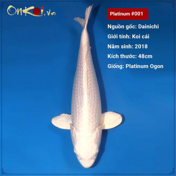 Koi Platinum Ogon 48 cm 2018 #001